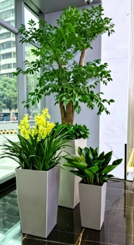 鄞州绿植租摆行业数据-慈溪绿植租摆价格表-慈溪花卉租摆设计-江北花卉租摆公司
